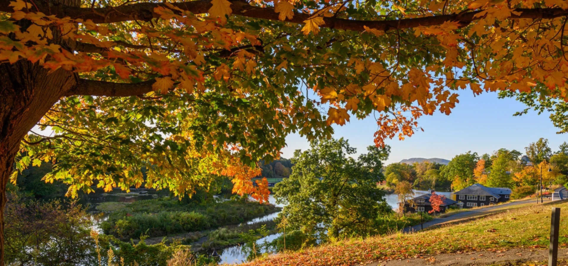 秋天校园里五颜六色的树和天堂池塘